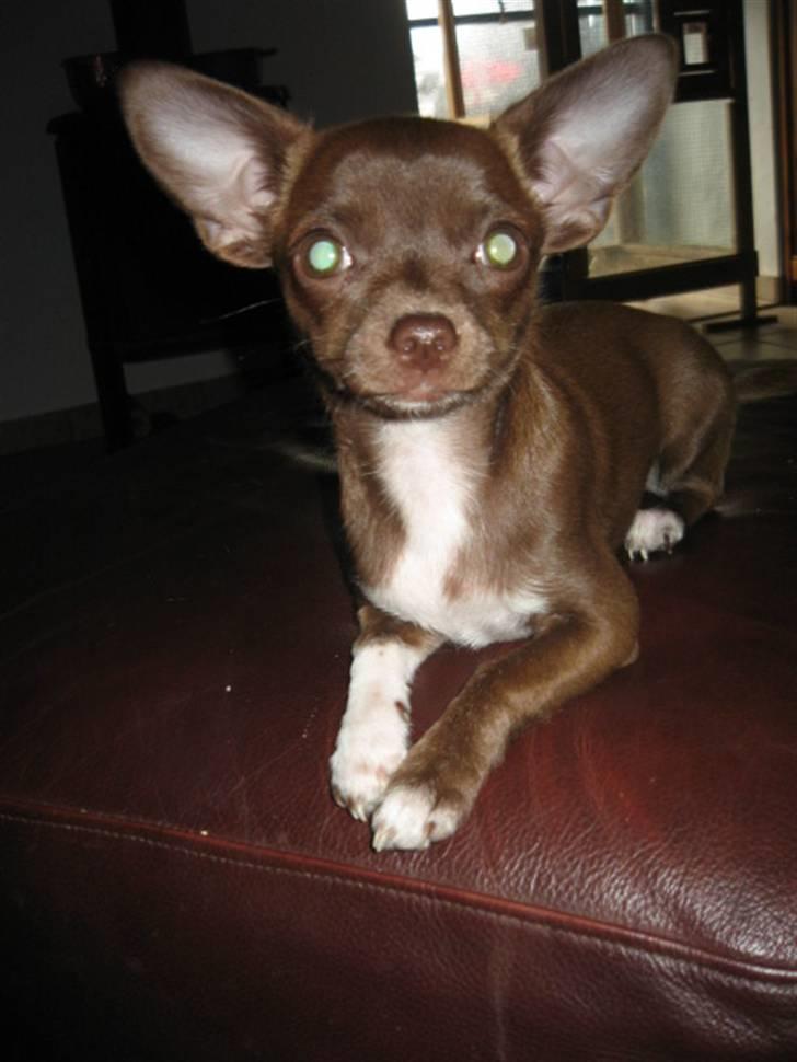 Chihuahua Antonieta *MUS* billede 2