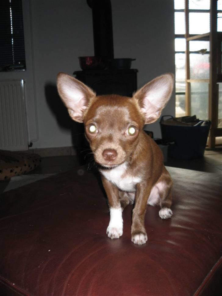 Chihuahua Antonieta *MUS* billede 3