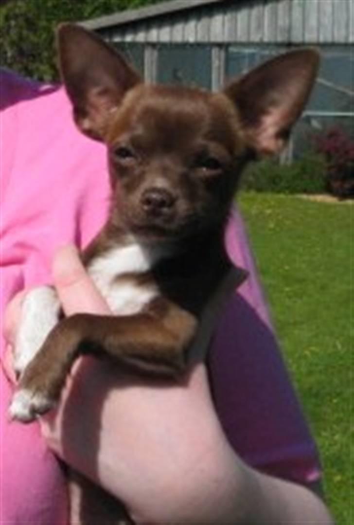 Chihuahua Antonieta *MUS* billede 4