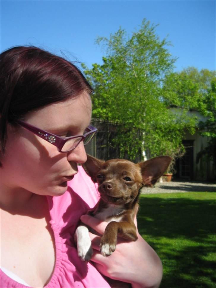 Chihuahua Antonieta *MUS* billede 5