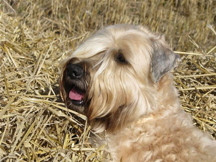 Irish softcoated wheaten terrier Hemi billede 17