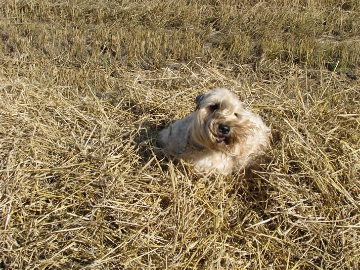 Irish softcoated wheaten terrier Hemi billede 18