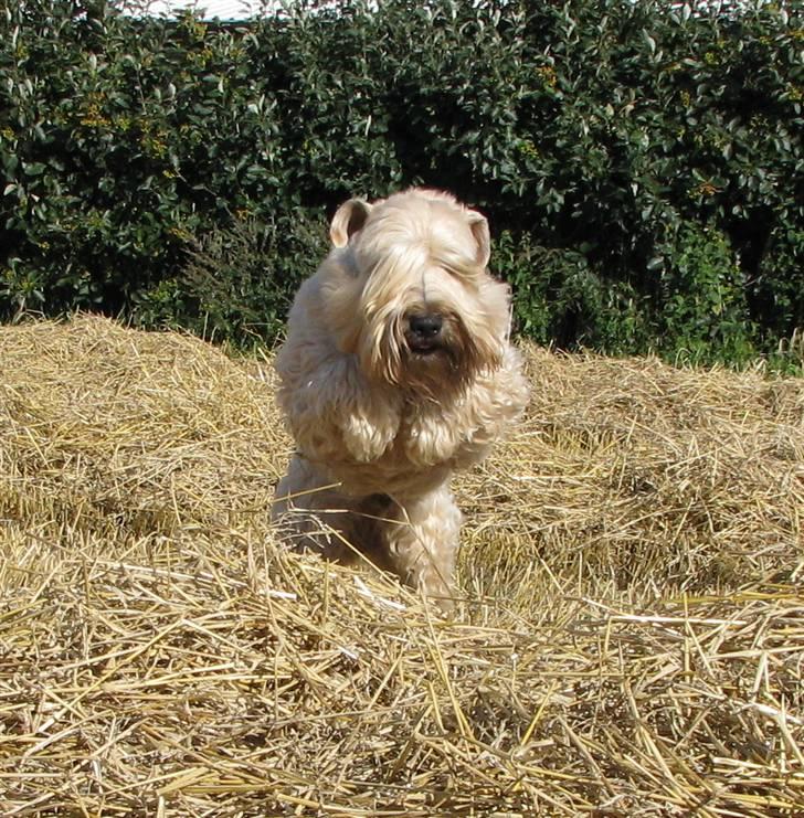 Irish softcoated wheaten terrier Hemi billede 19