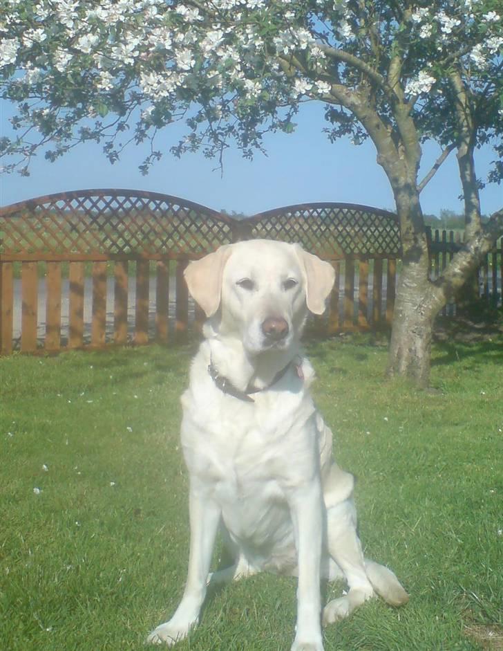 Labrador retriever Bella. Himmelhund billede 1