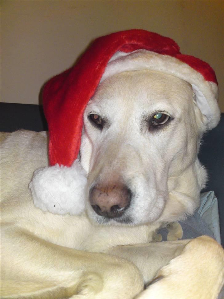 Labrador retriever Bella. Himmelhund billede 2