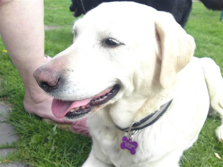 Labrador retriever Bella. Himmelhund billede 3