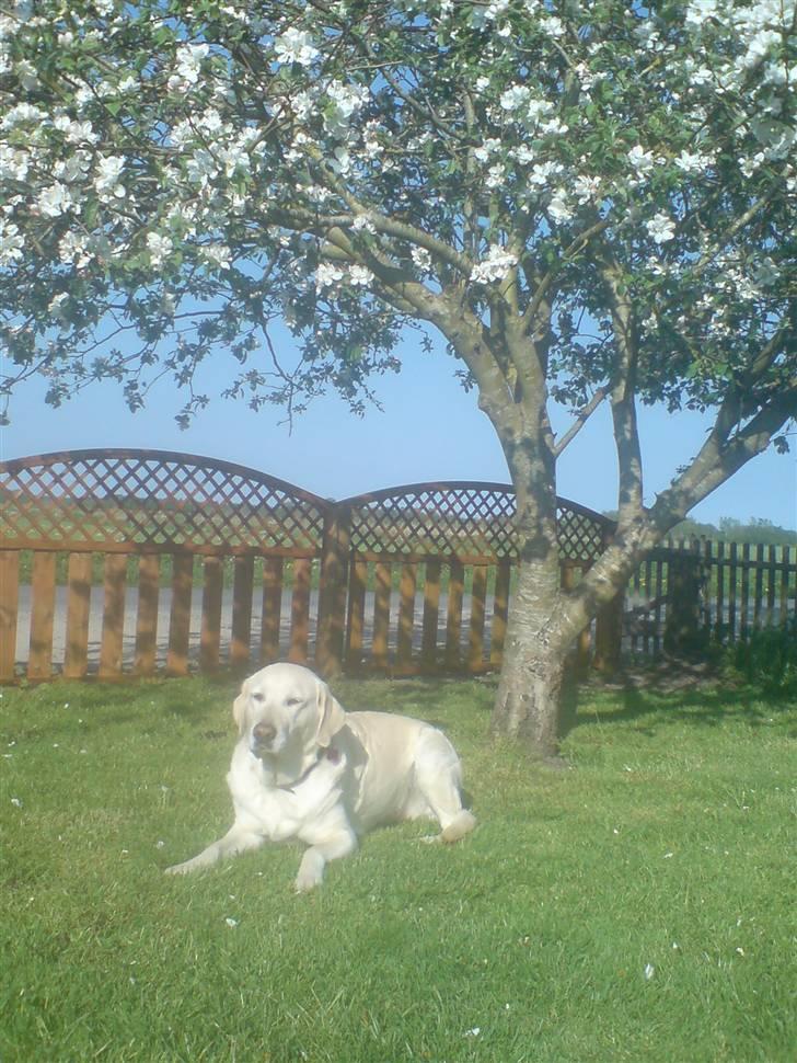 Labrador retriever Bella. Himmelhund billede 4