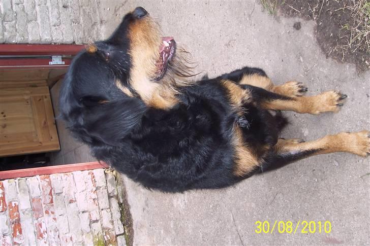 Blanding af racer Zippo billede 1