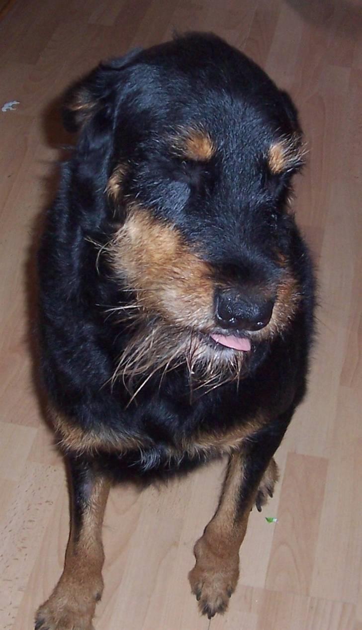 Blanding af racer Zippo billede 2