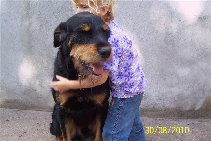 Blanding af racer Zippo billede 3