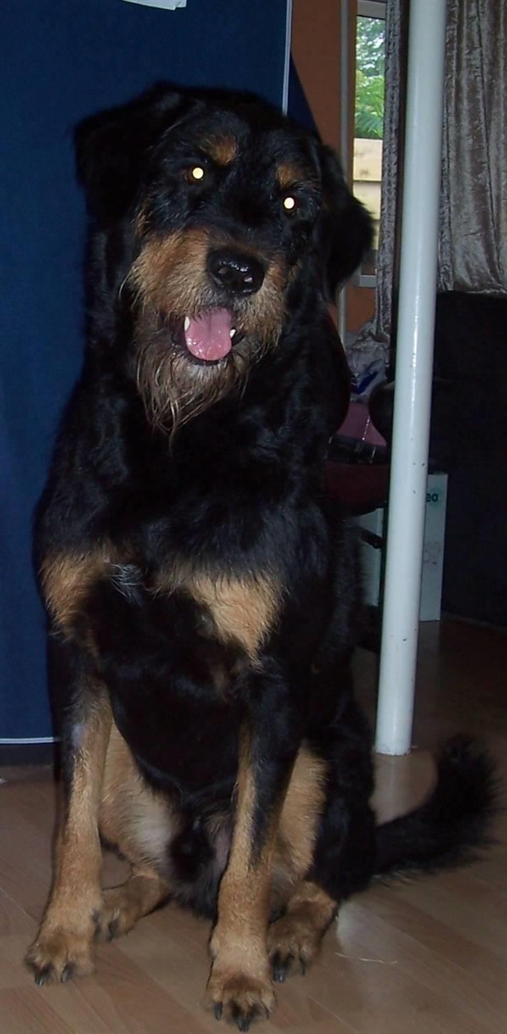 Blanding af racer Zippo billede 4