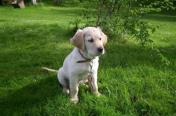 Golden retriever Hannibal - Dette er Hannibal kun 2 måneder gammel... <3 Foto: Miig billede 1