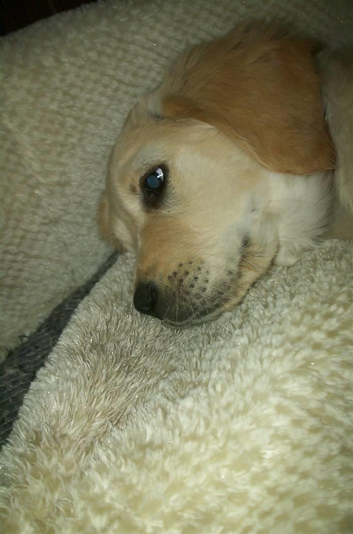 Golden retriever Hannibal - Dette er Hannibal kun 2 måneder gammel<3 Foto: Miig billede 2