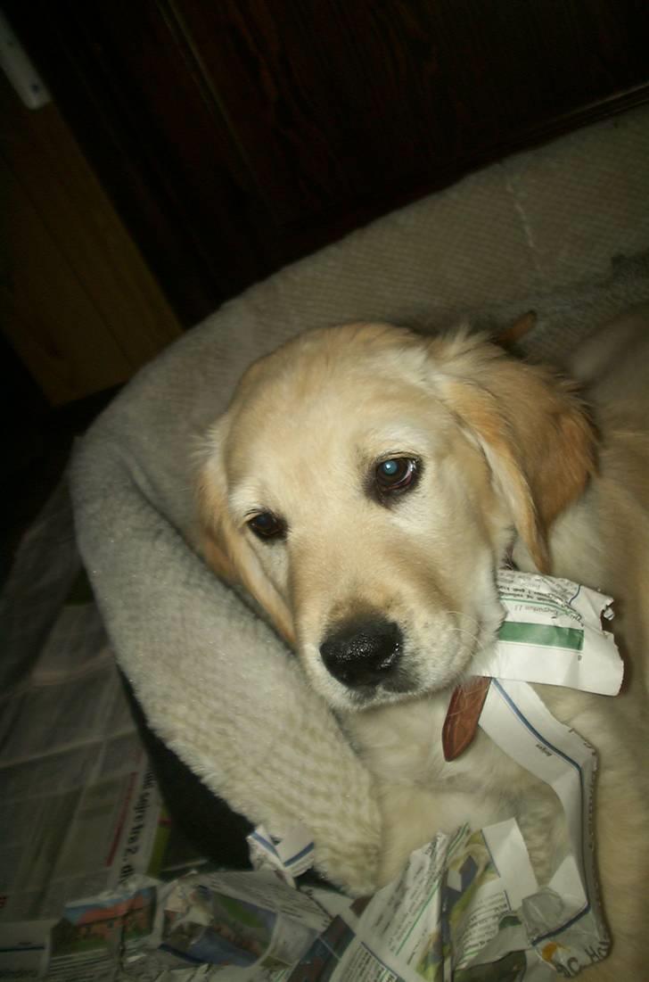 Golden retriever Hannibal - Dette er Hannibal kun 2 måneder gammel <3 Foto: Miig billede 3