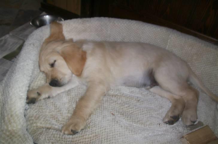 Golden retriever Hannibal - Dette er Hannibal kun 2 måneder gammel <3 Foto: Miig billede 4