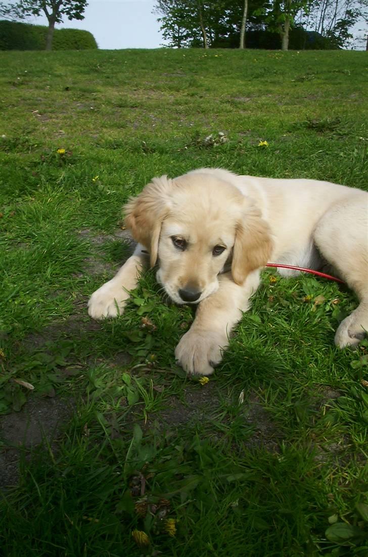 Golden retriever Hannibal - Dette er Hannibal kun 2 måneder gammel <3 Foto: Miig (elsker det billede) billede 5
