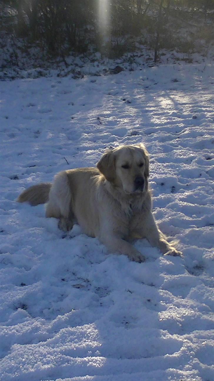 Golden retriever Hannibal - Trick! Læg diig<3 (Jul 2010) Foto: Miig billede 6