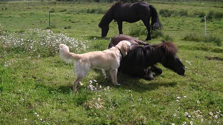 Golden retriever Hannibal - Uh, se en stor hest, Den er slet ikke farlig<3  (Hannibal og Röskva) Foto: Miig billede 7
