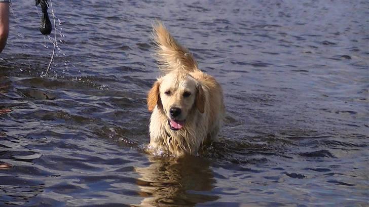 Golden retriever Hannibal - Vandhunden hannibal<3 Foto: Miig billede 8