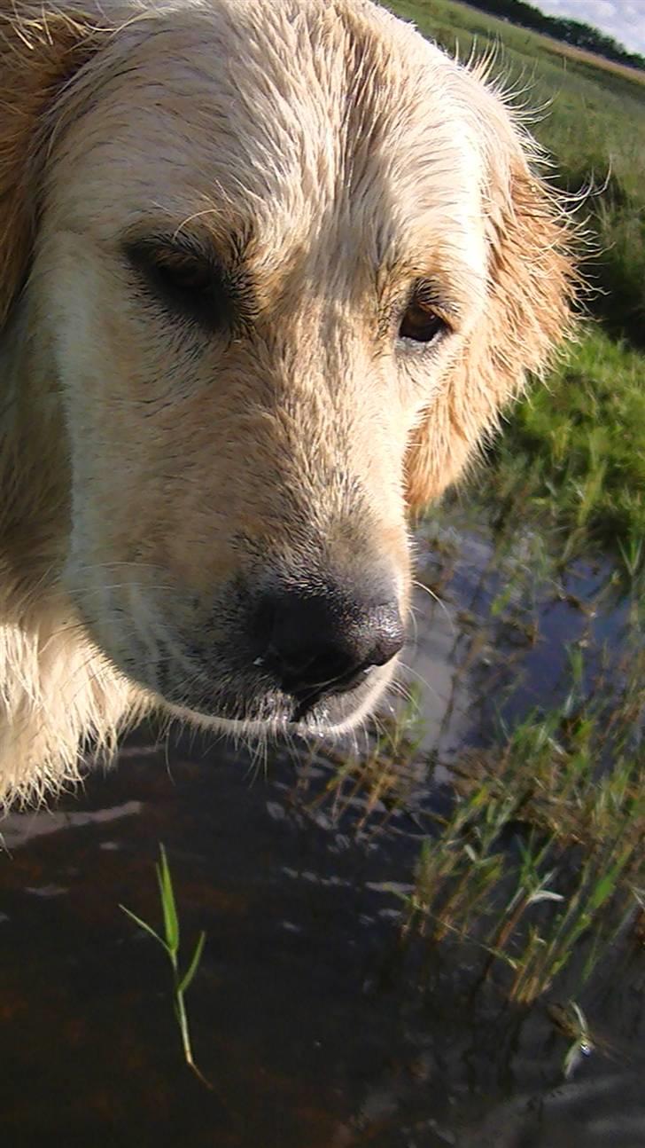 Golden retriever Hannibal - Hannibal igen på båden<3 billede 9