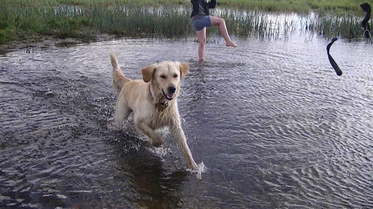 Golden retriever Hannibal - Vandhunden hannibal<3 Foto: Miig (Glo lige min søster) billede 10