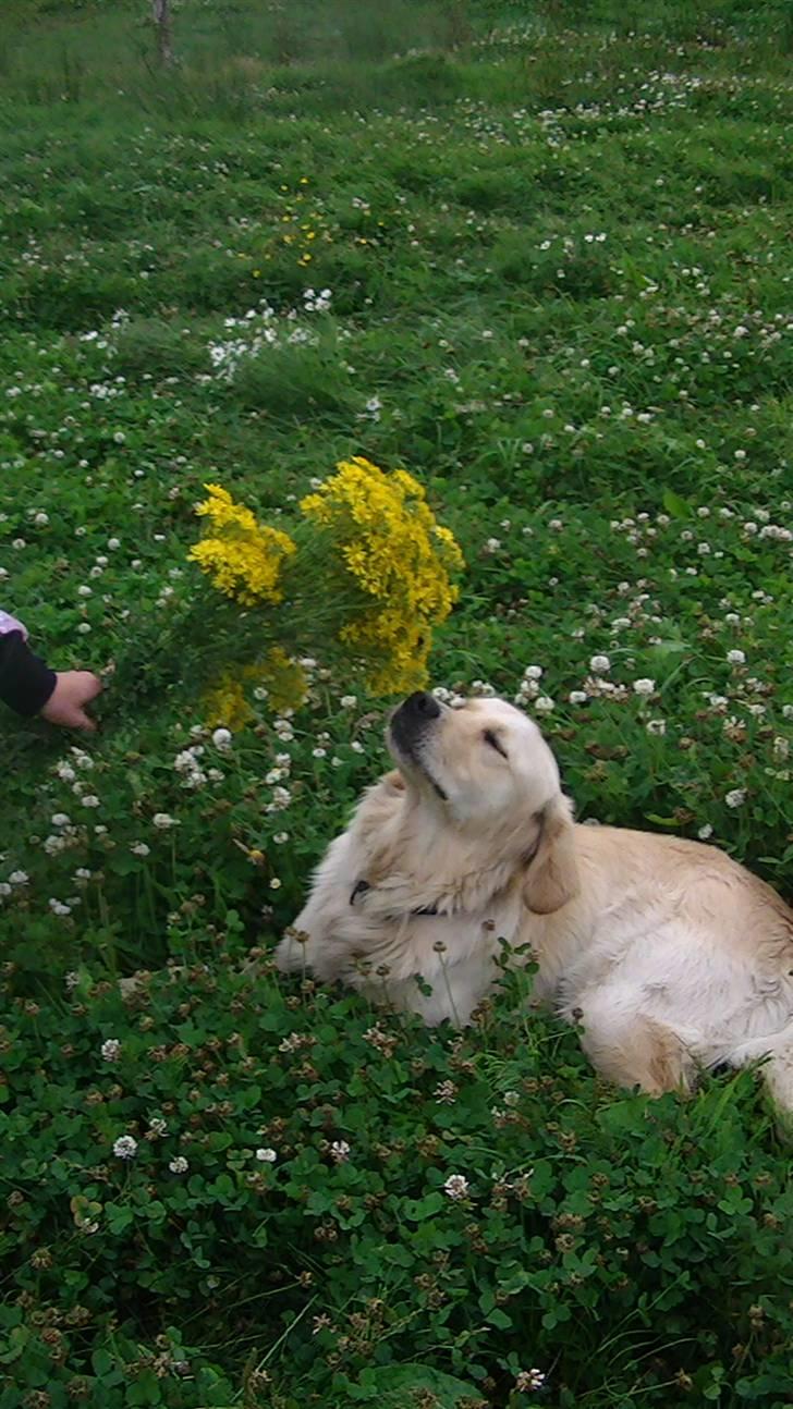 Golden retriever Hannibal - Uha, de lugter godt<3 Foto: Miig billede 11