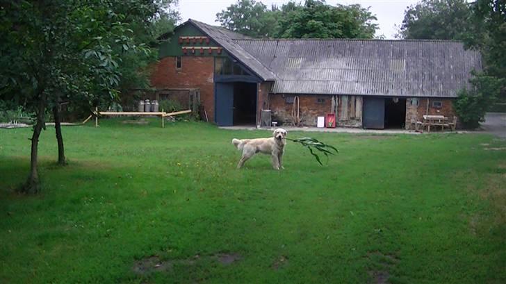 Golden retriever Hannibal - Hannibal har plukket en majs inde fra midten af marken, og løber rundt med den i munden<3 Foto: Miig billede 12