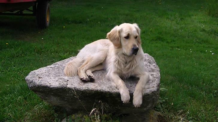 Golden retriever Hannibal - Hannibal på sin store sten og skuer ud óver sit kongerige<3 Foto: Miig billede 13