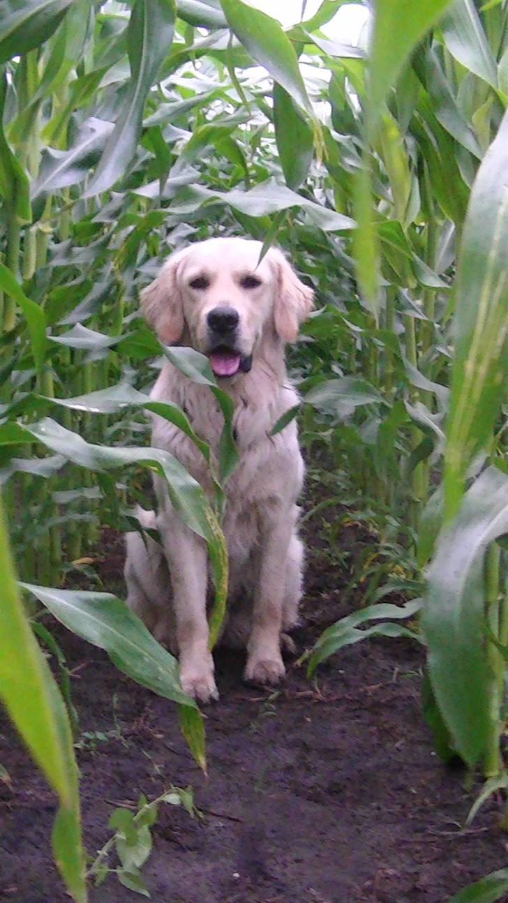 Golden retriever Hannibal - Hannibal sidder fint inde i Majsmarken<3 Foto: Miig billede 14