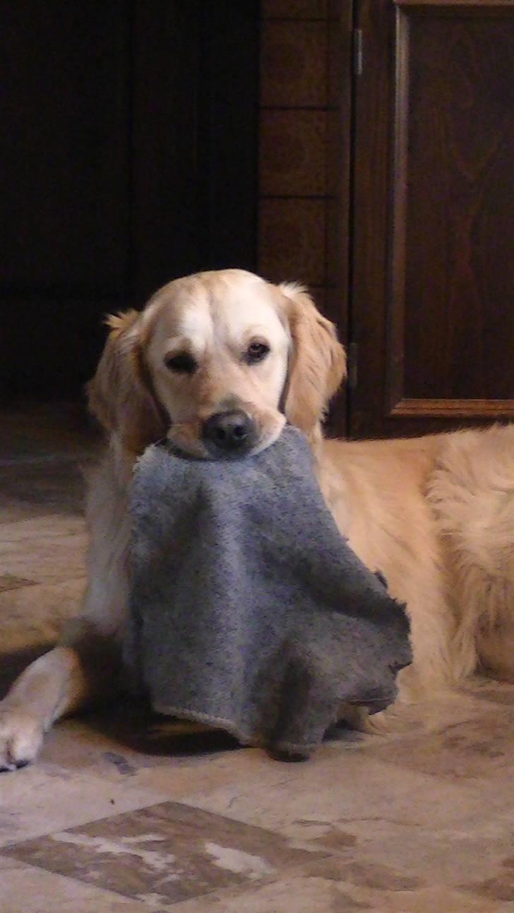 Golden retriever Hannibal - MIT tæppe!<3 (December 2010) Foto: Miig billede 15