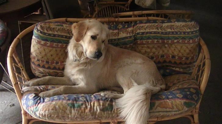 Golden retriever Hannibal - Uha, en god sofa<3 Foto: Miig billede 16