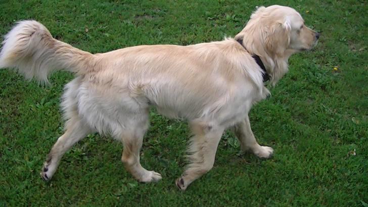 Golden retriever Hannibal - I trav (eller sådan noget)<3 Foto: Miig billede 17