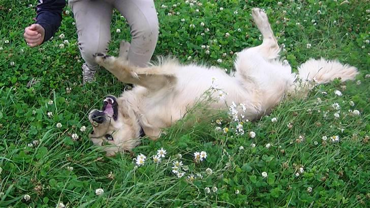 Golden retriever Hannibal - Grrr... Jeg er en farlig hund<3 Foto: Marie billede 18