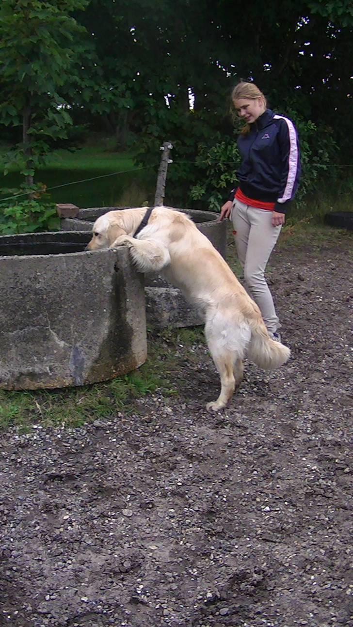 Golden retriever Hannibal - Nam, Nam, det smager godt, nu får hestene ikke mere <3 Foto: Marie billede 19