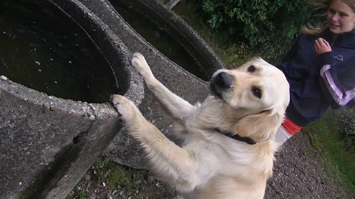 Golden retriever Hannibal - Nam, Nam, det smager godt, nu får hestene ikke mere <3 Foto: Marie billede 20