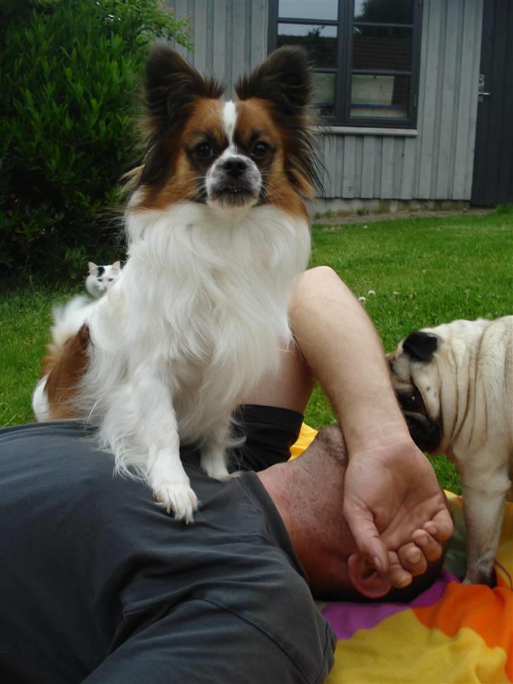 Blanding af racer Max - Her har jeg lige lagt Far ned... billede 15