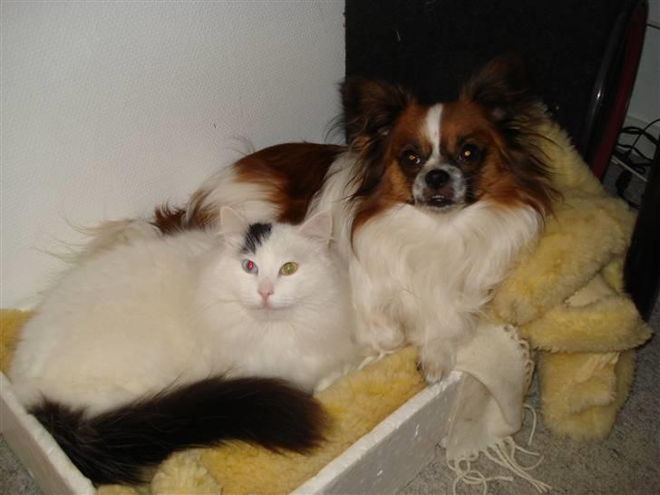 Blanding af racer Max - Her ligger jeg og hygger med min "bror" Felix billede 16