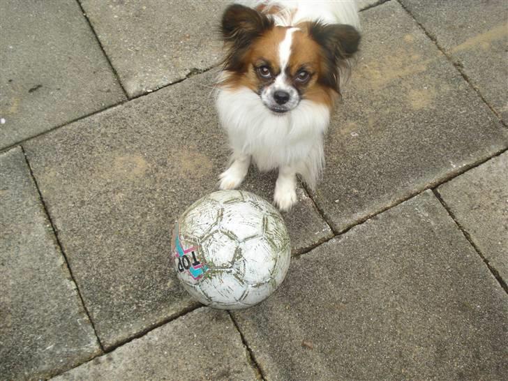 Blanding af racer Max - Mor spark nu til den bold, i stedet for at stå der og tage billeder af mig hele tiden... billede 17