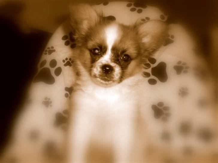 Blanding af racer Max - Mig som lille hvalp og lige flyttet ind hos min nye mor og far billede 18