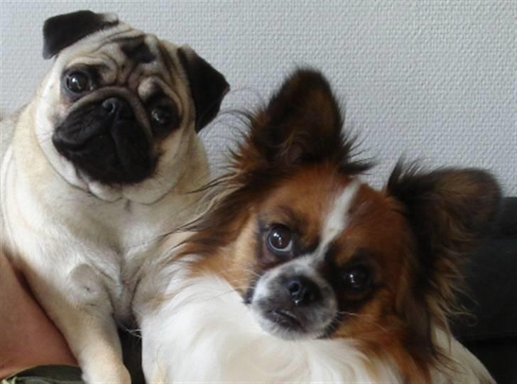 Blanding af racer Max - Her er jeg sammen med min "bror" Joey billede 20