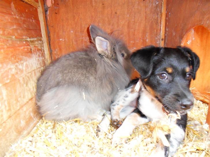 Dansk svensk gaardhund Lulu - hvem af os 2 er gået forkert ? billede 10