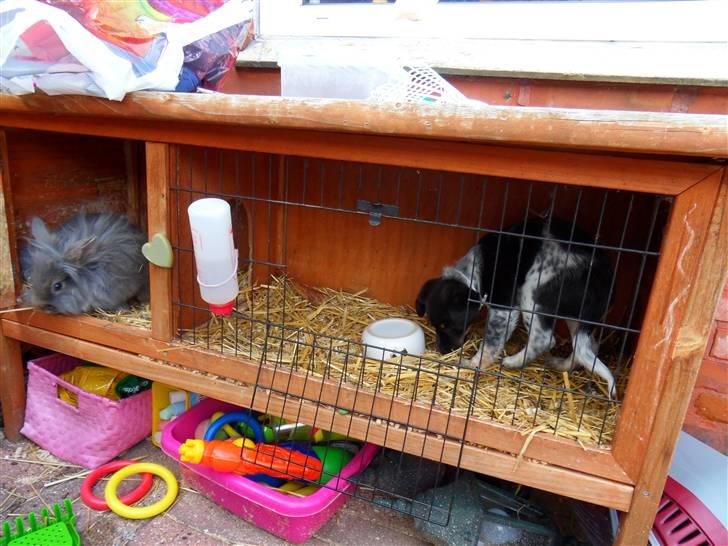 Dansk svensk gaardhund Lulu - skal man flytte ind her eller hva ? billede 11