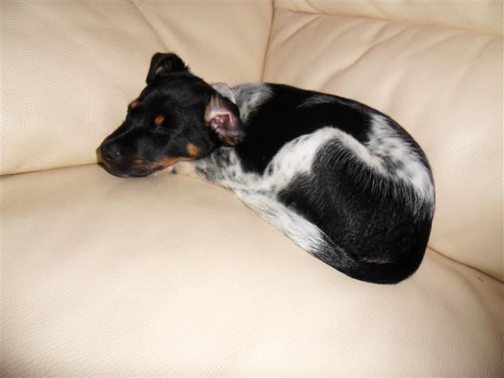 Dansk svensk gaardhund Lulu - skønt med en lur i sofaen billede 12