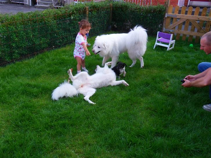Dansk svensk gaardhund Lulu - kan godt være jeg er lille men jeg kan sagtens tumle de 2 store hunde.... billede 13