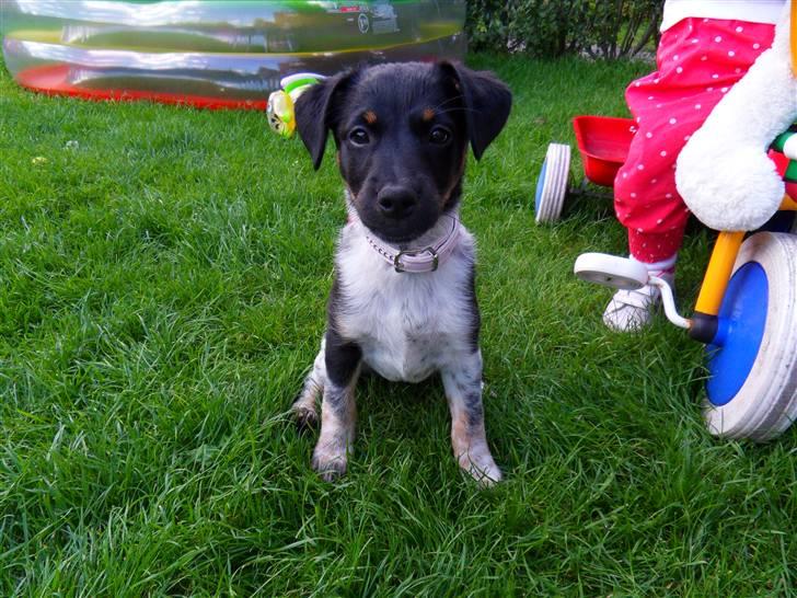 Dansk svensk gaardhund Lulu billede 14