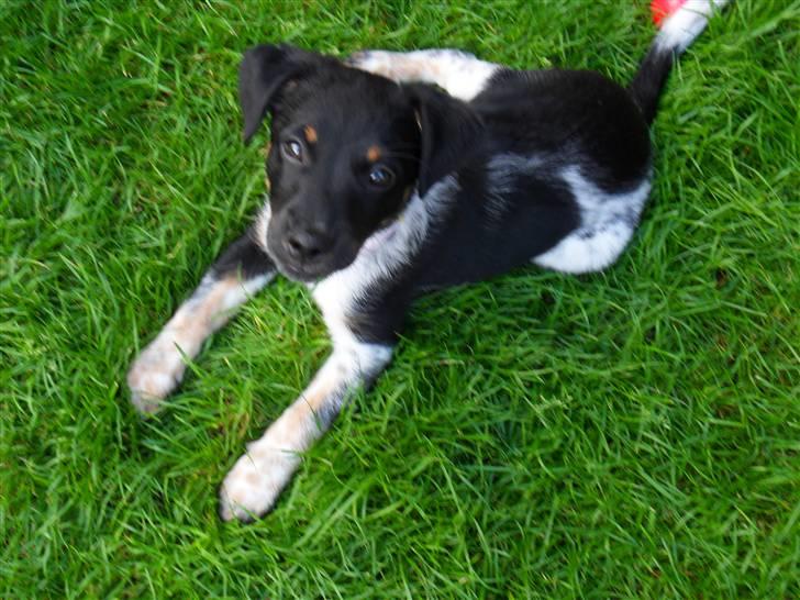 Dansk svensk gaardhund Lulu billede 15