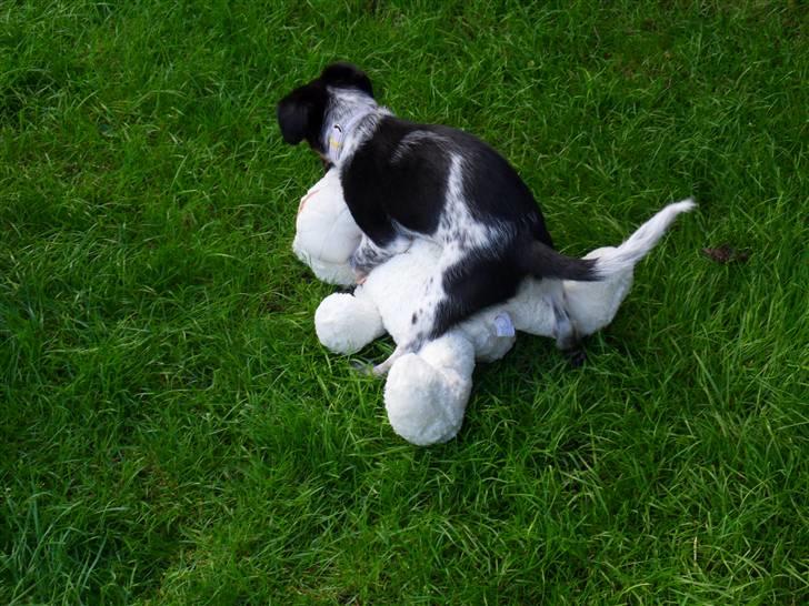 Dansk svensk gaardhund Lulu - tja... jeg er altså en dame.... billede 16