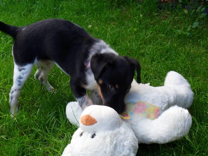 Dansk svensk gaardhund Lulu billede 17