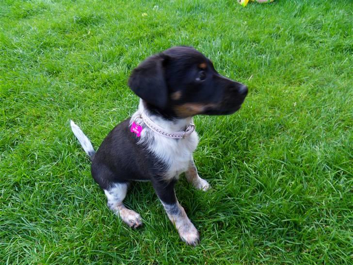 Dansk svensk gaardhund Lulu billede 18