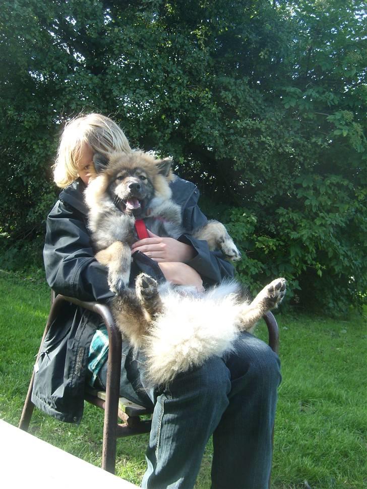 Eurasier Skovagergaards Dorthea - Mor og mig da vi var på ferie på Bornholm billede 9